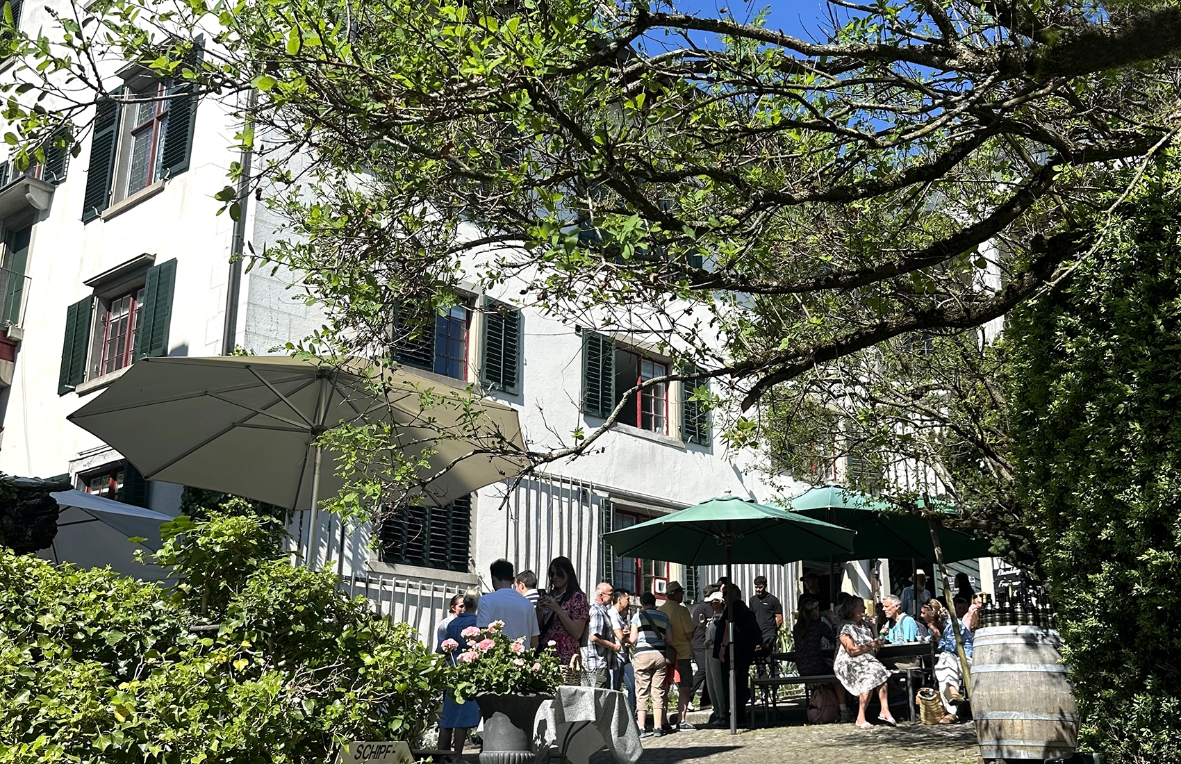 Weinreben von Weingut SCHIPF