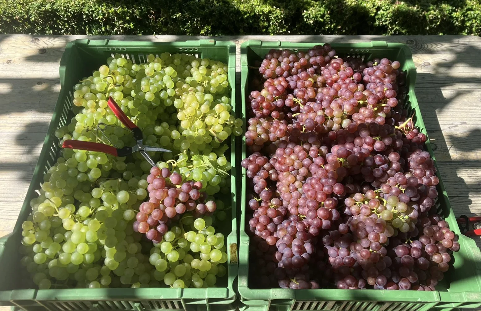 Weinreben auf Rebhügel von Weingut SCHIPF