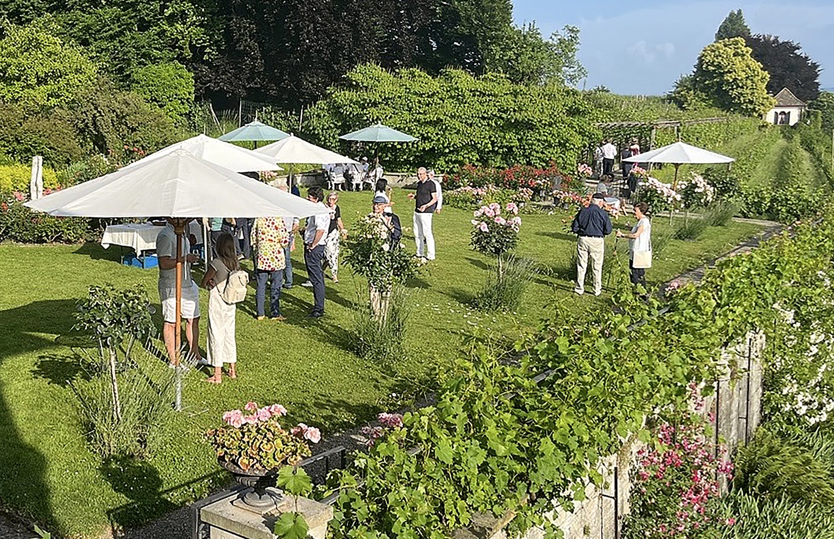 Weinreben auf Rebhügel von Weingut SCHIPF