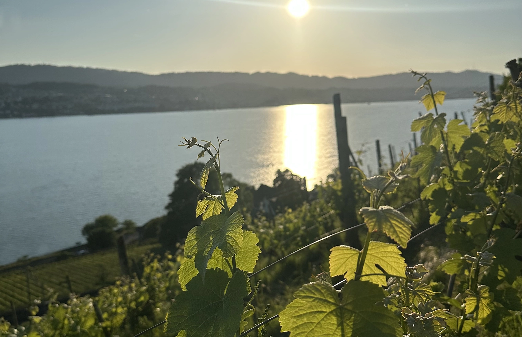 Weinreben auf Rebhügel von Weingut SCHIPF