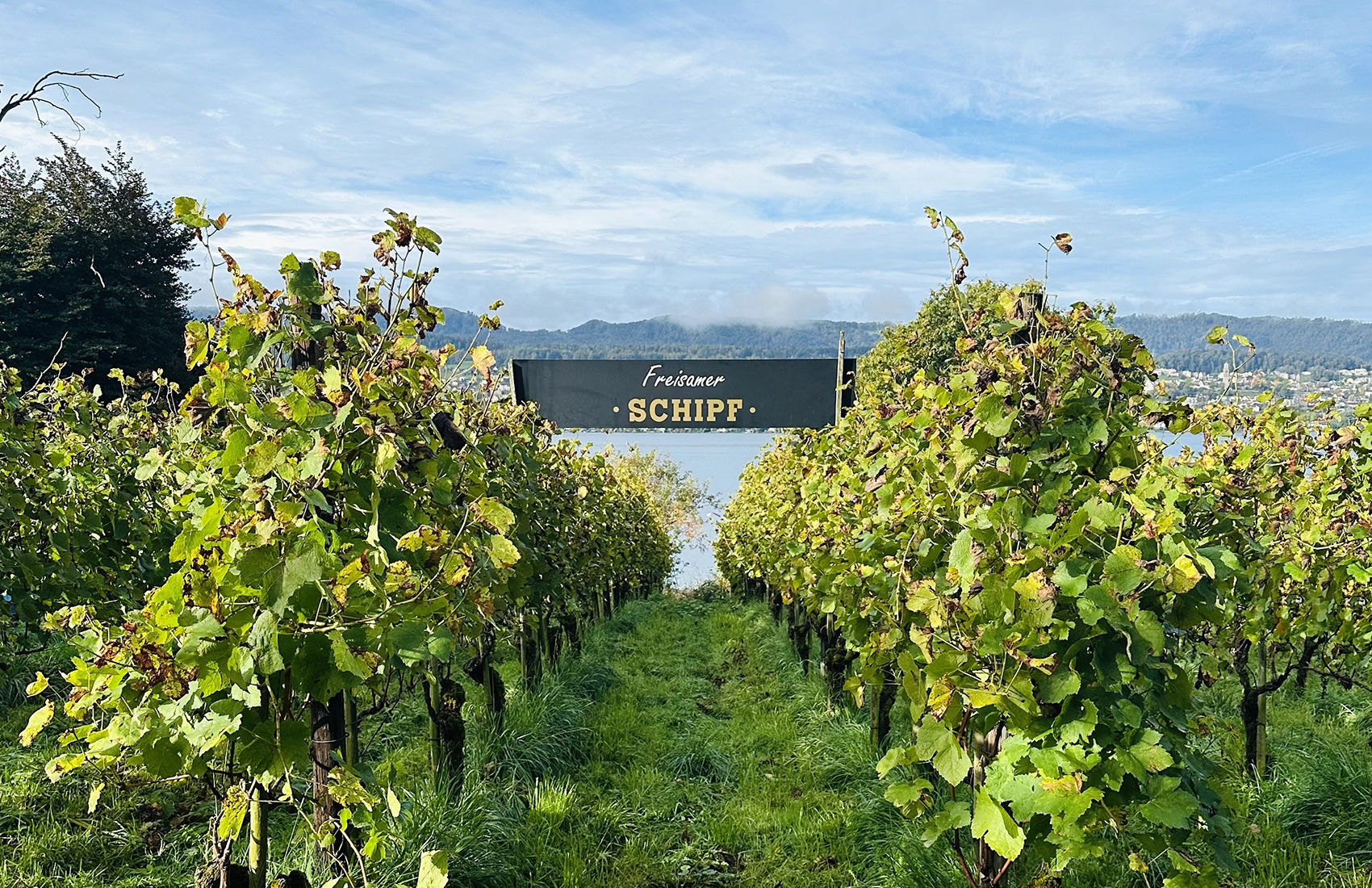 Weinreben auf Rebhügel von Weingut SCHIPF