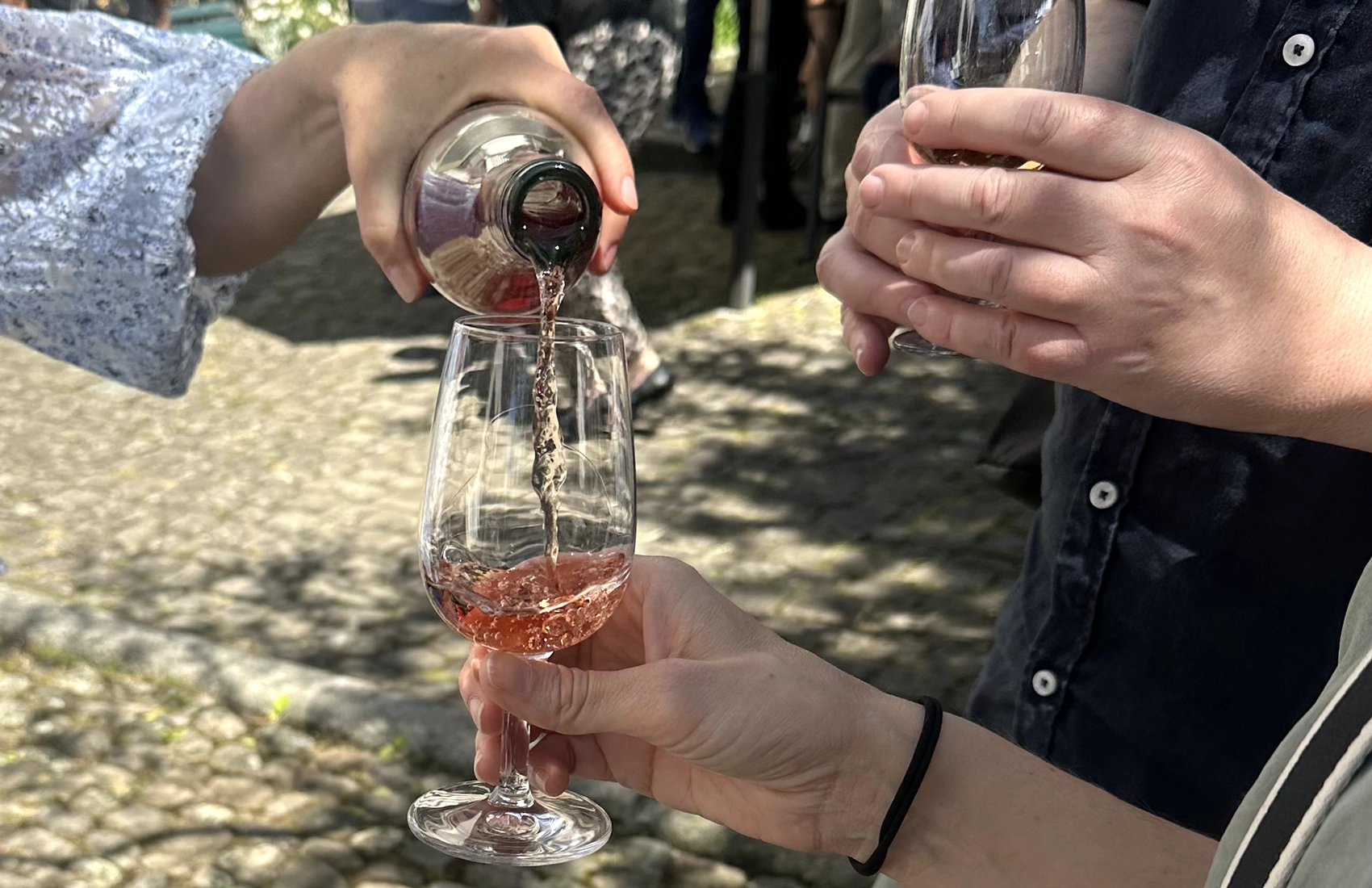 Weinreben auf Rebhügel von Weingut SCHIPF