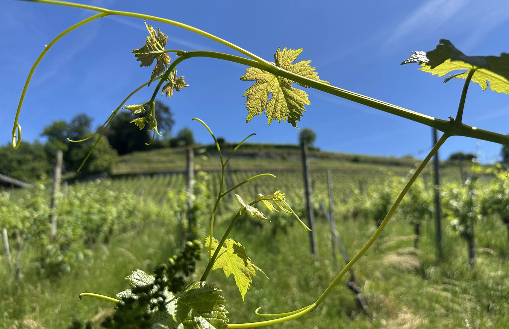Weinreben auf Rebhügel von Weingut SCHIPF