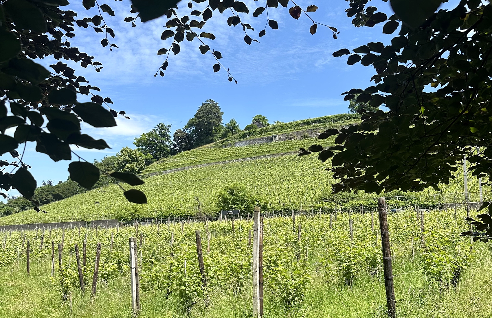 Weingut SCHIPF, Herrliberg
