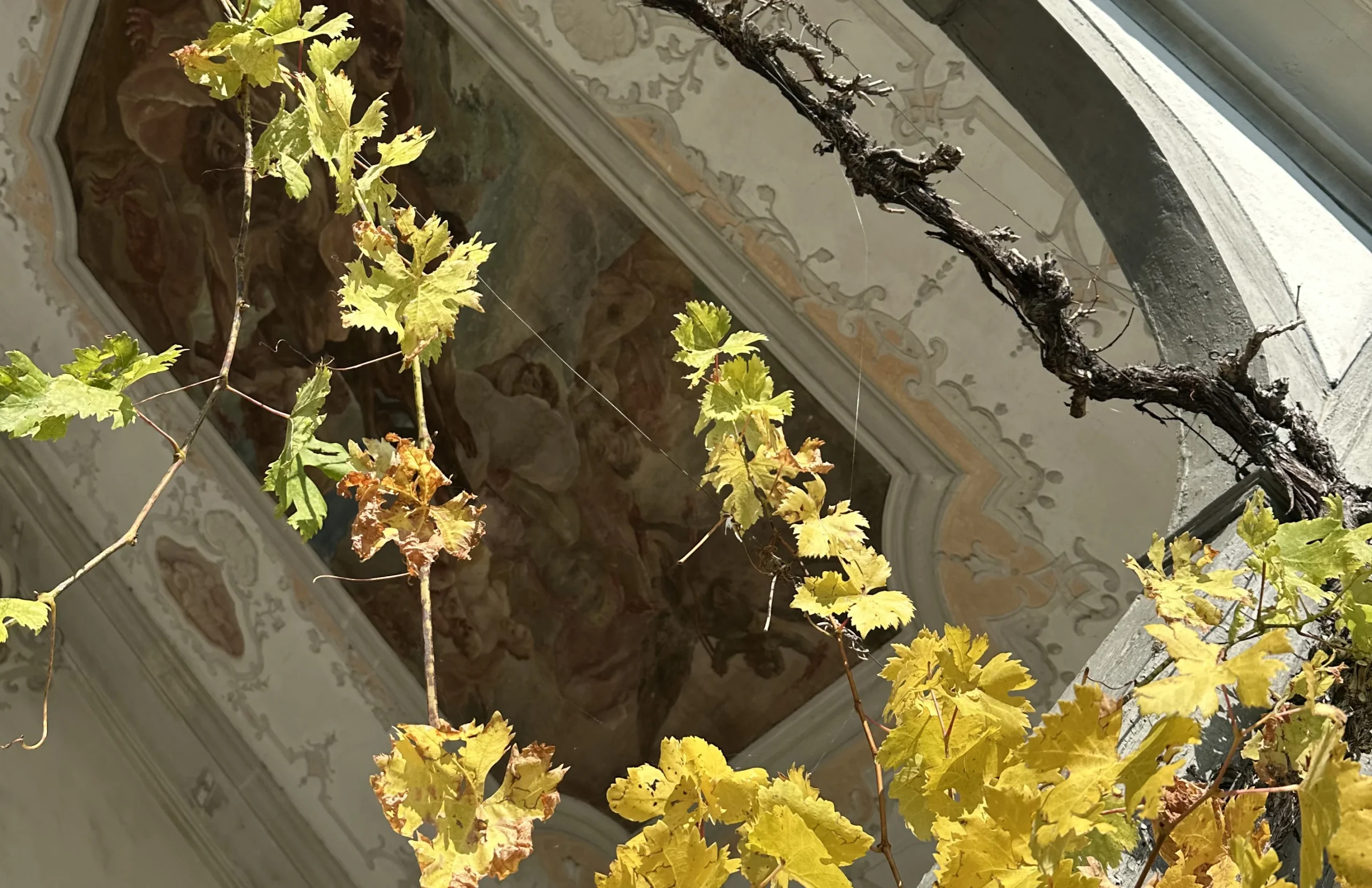 Weinreben auf Rebhügel von Weingut SCHIPF