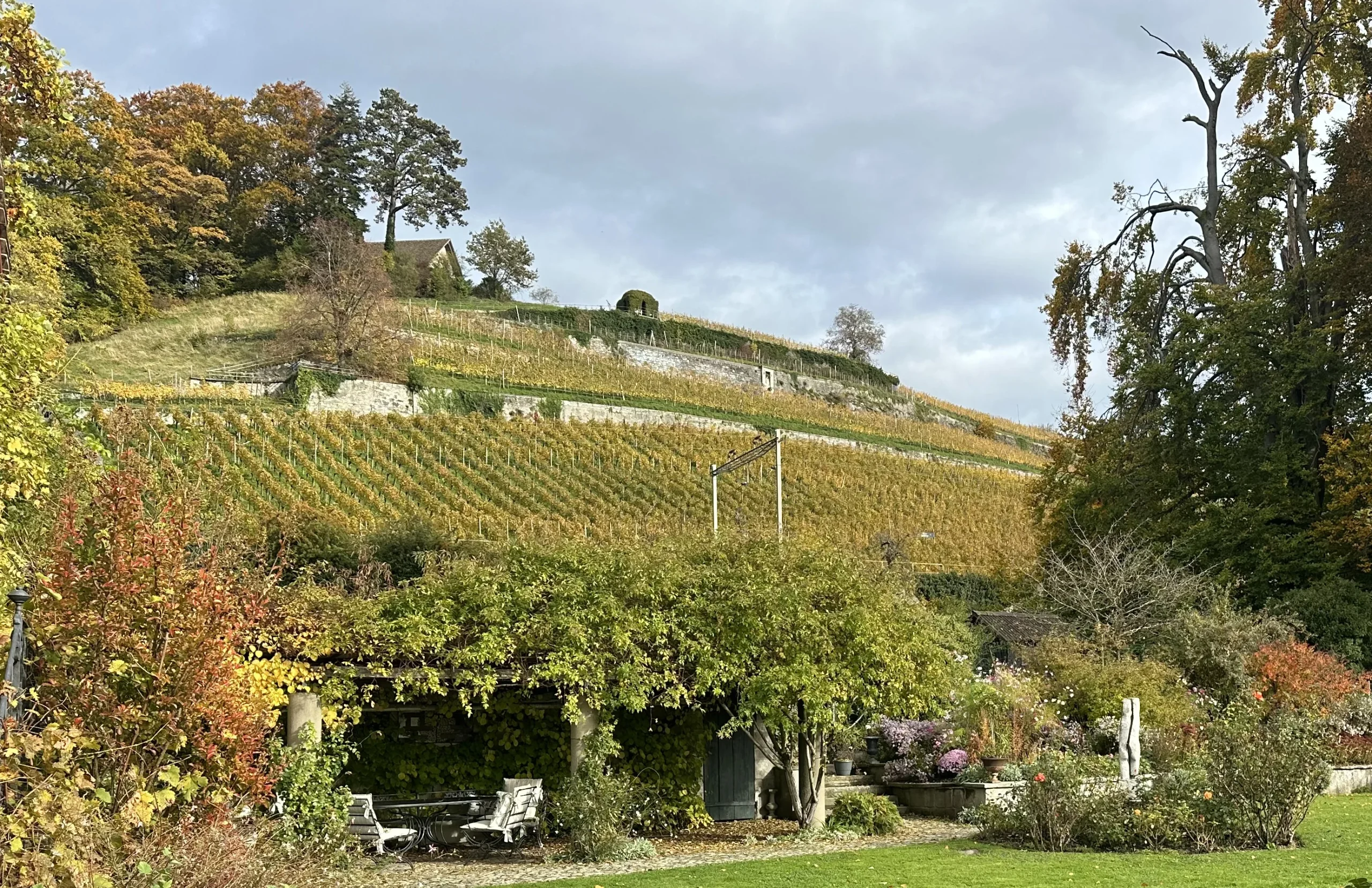 Weinreben auf Rebhügel von Weingut SCHIPF