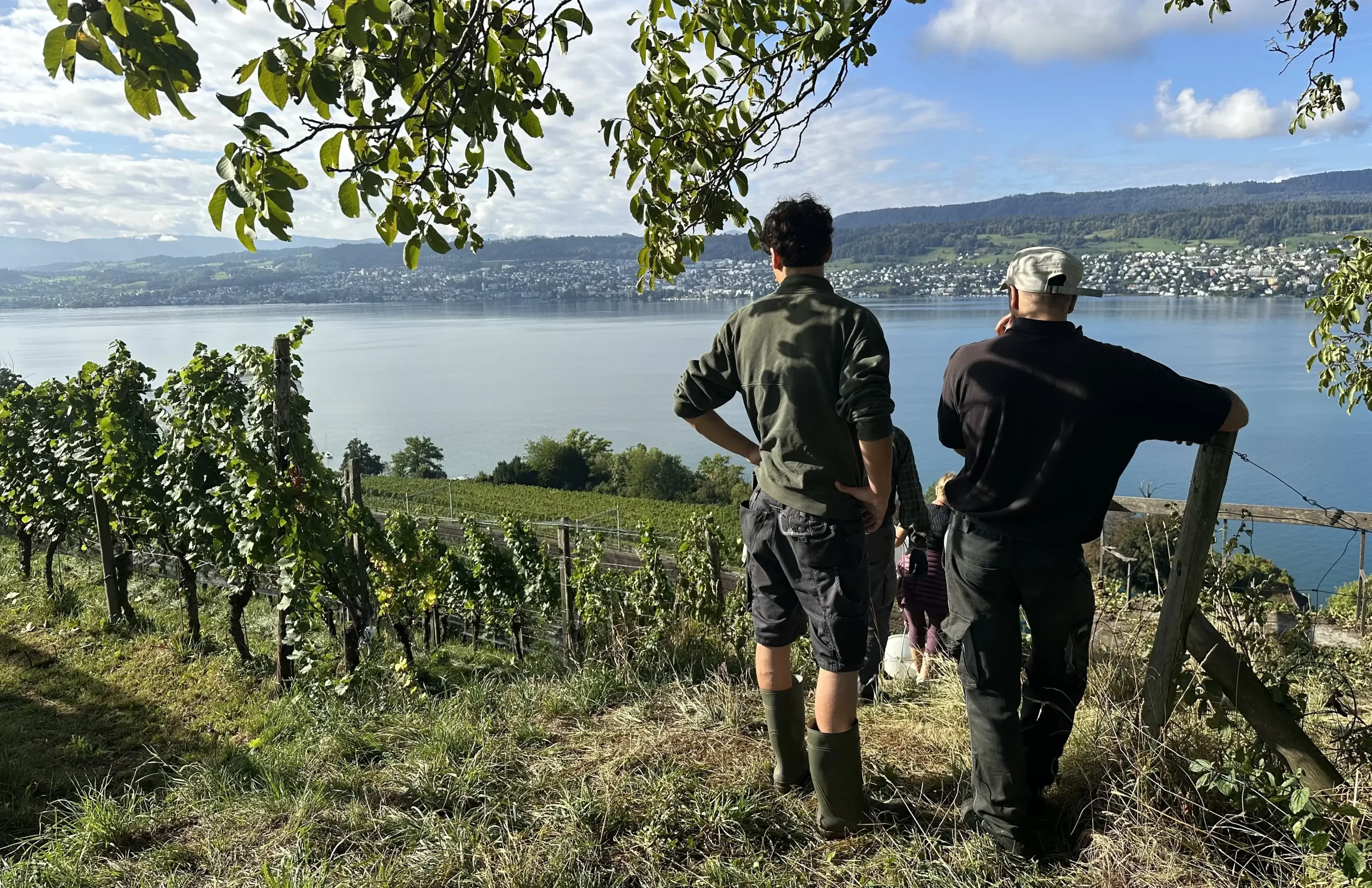 Weinreben auf Rebhügel von Weingut SCHIPF
