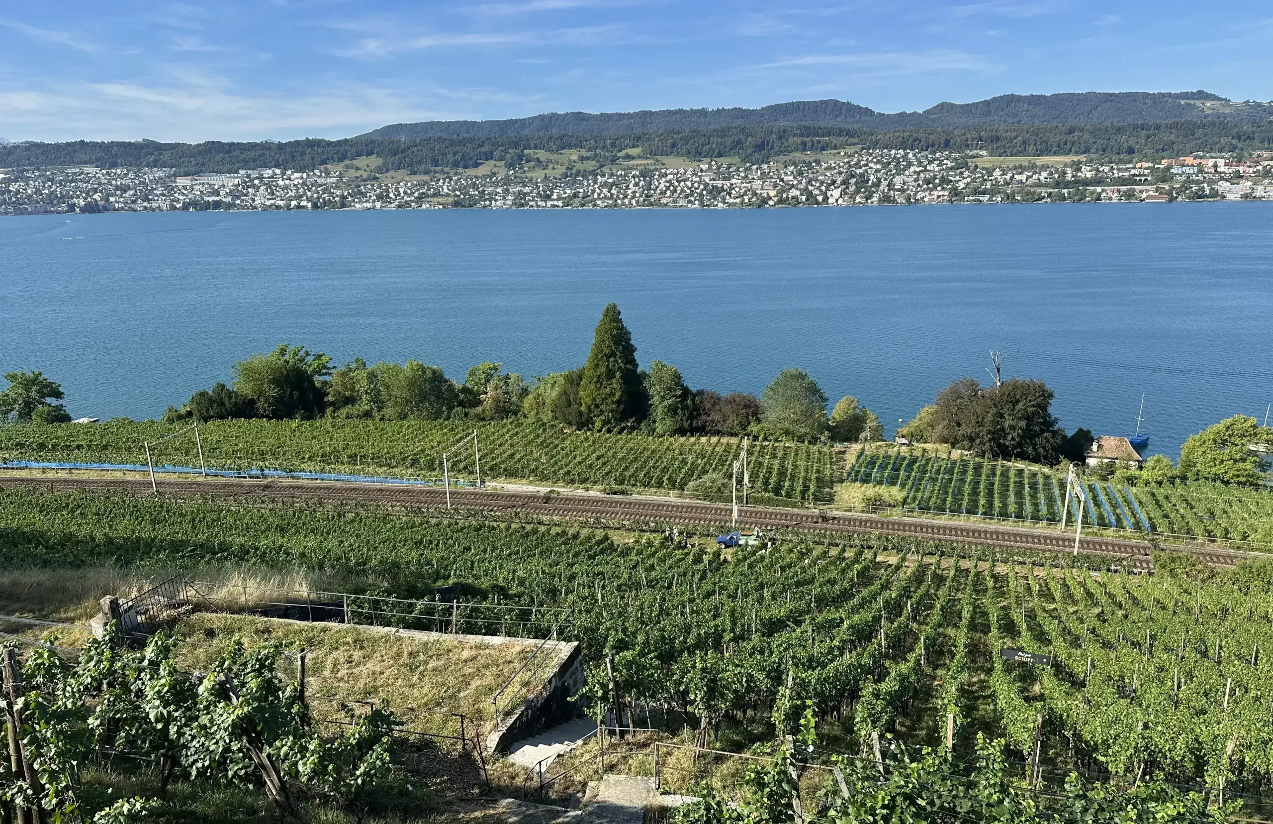 Weinreben von Weingut SCHIPF