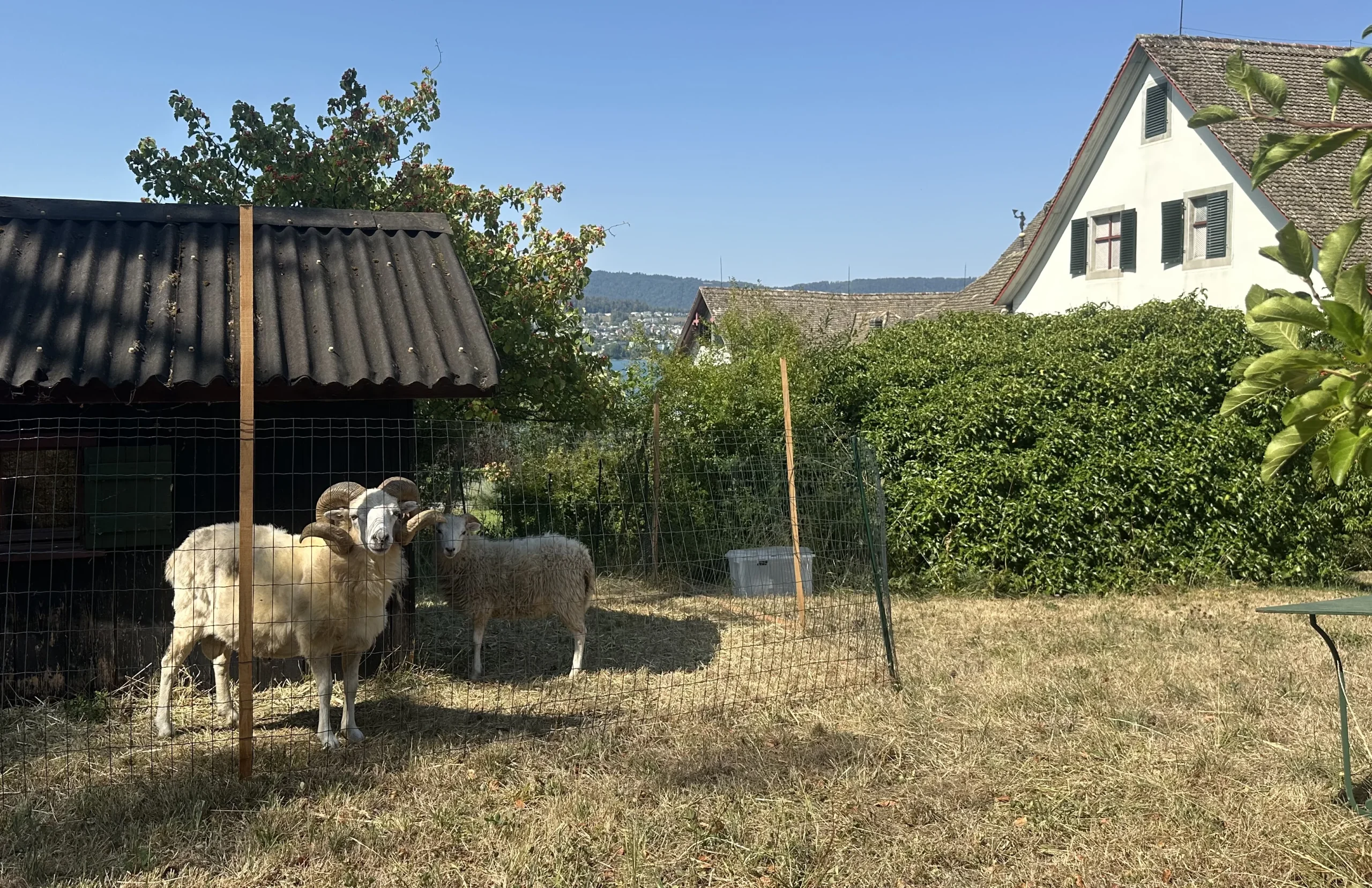 Weingut SCHIPF, Herrliberg