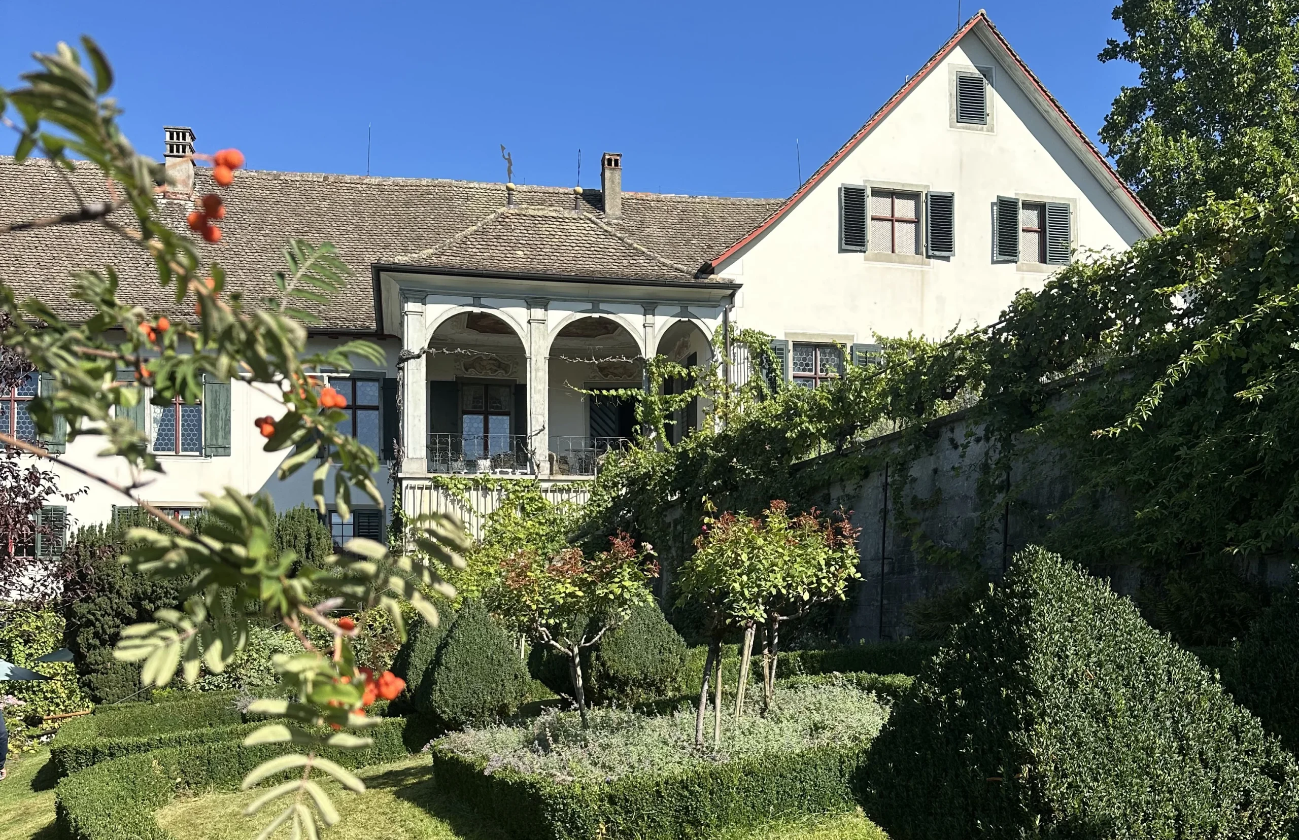 Weinreben von Weingut SCHIPF