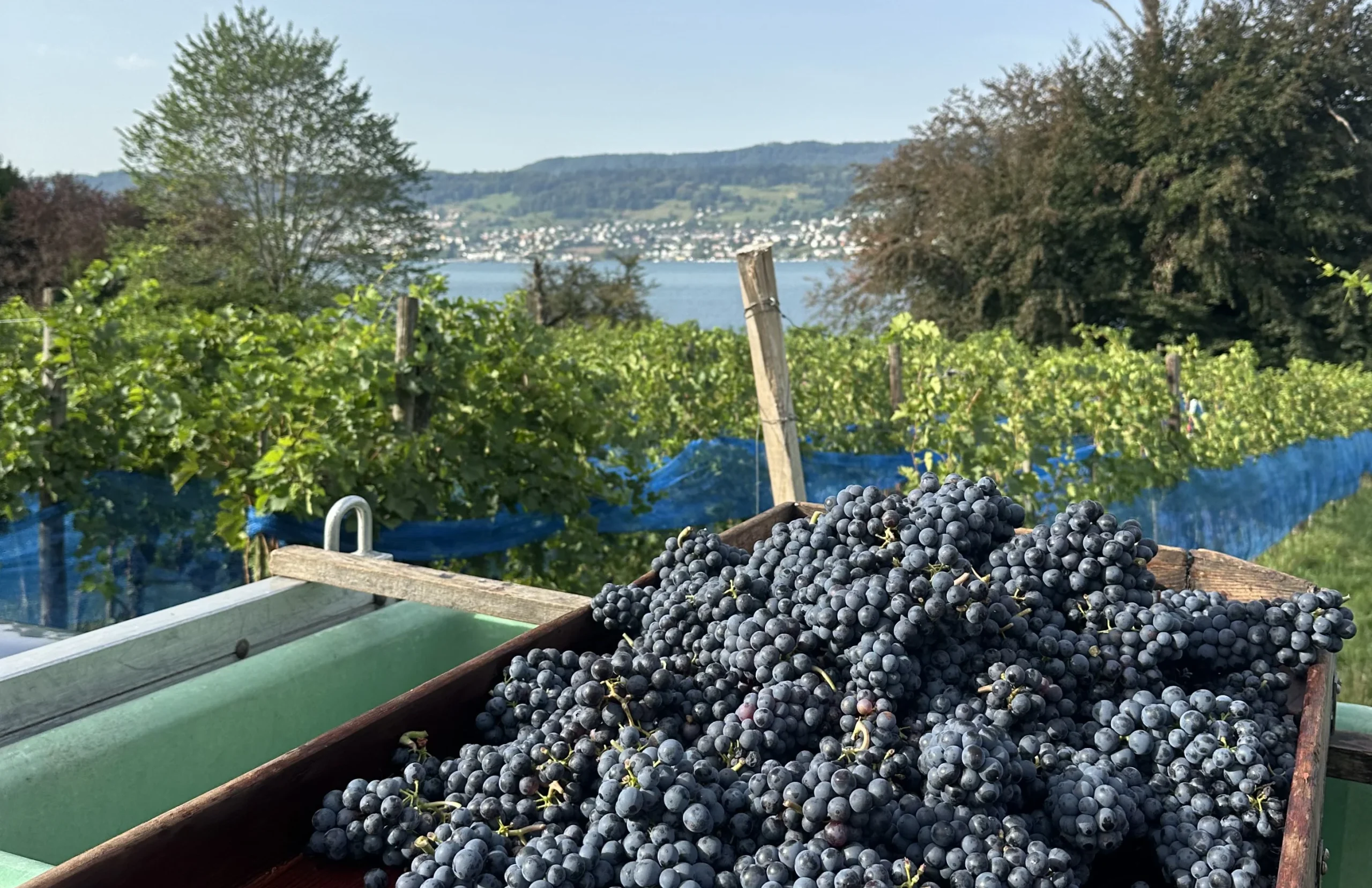 Alte Weinflaschen von Weingut SCHIPF