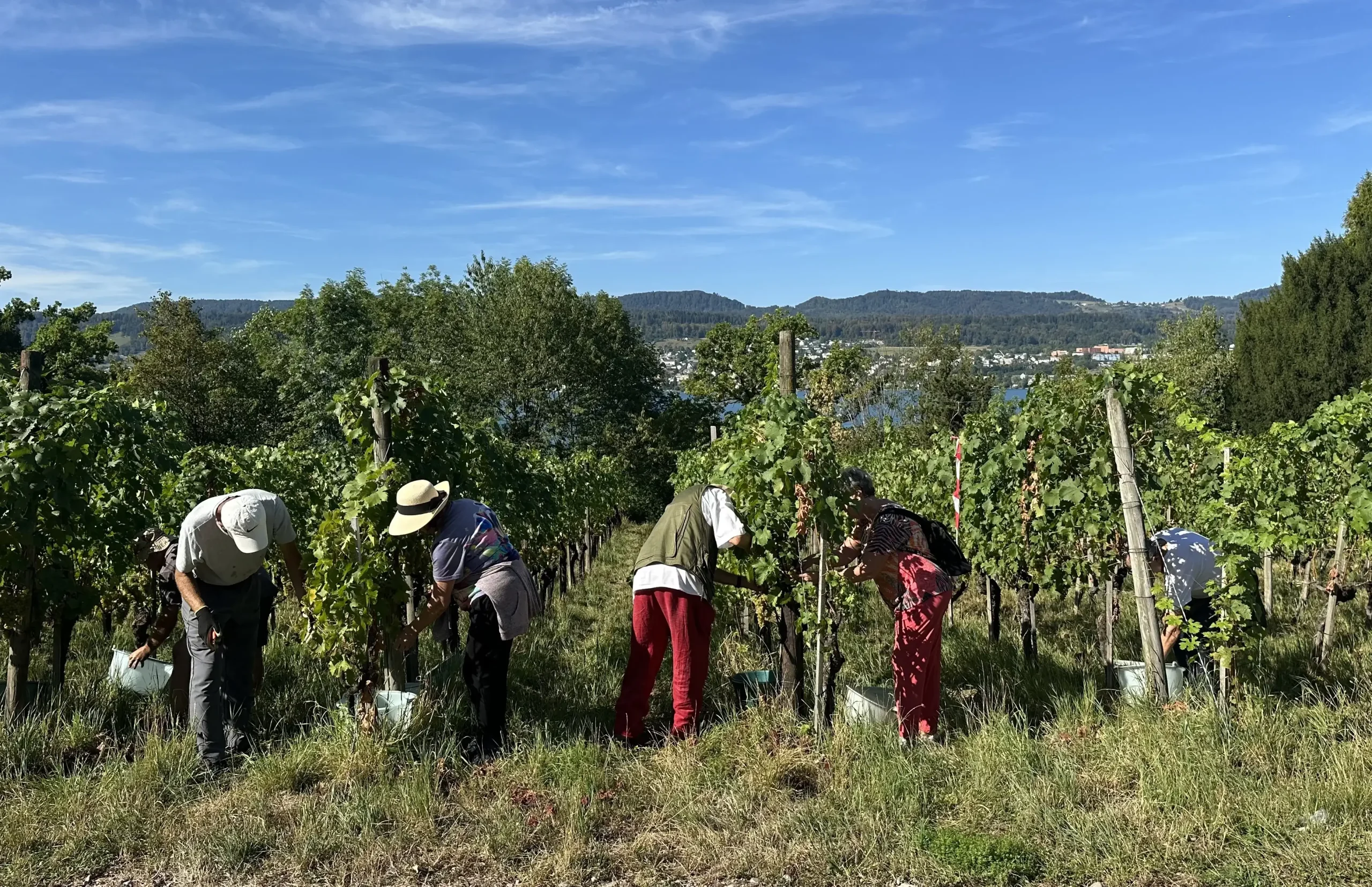 Weinreben auf Rebhügel von Weingut SCHIPF