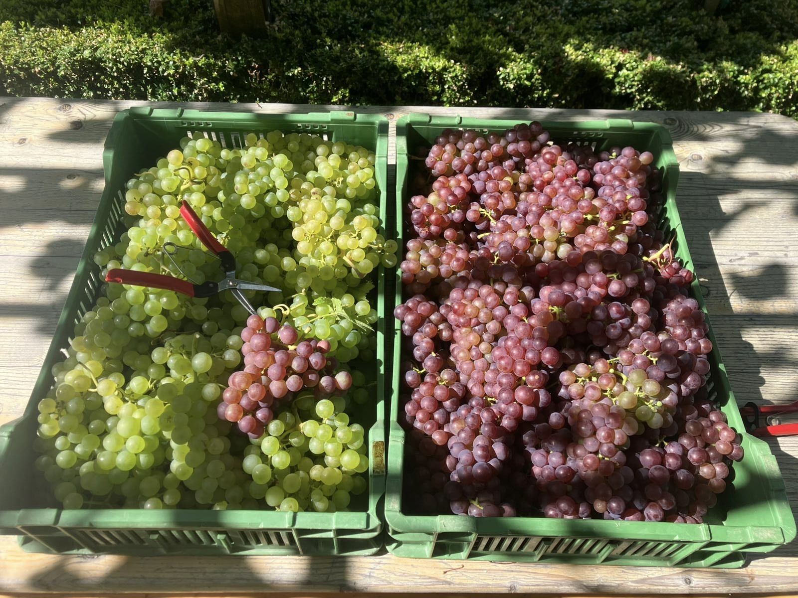 Weinreben auf Rebhügel von Weingut SCHIPF